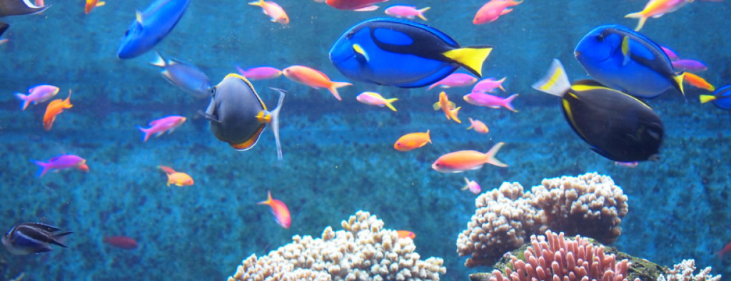 PPP Project for New Mazatlán Aquarium